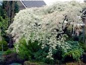 Weeping_Santa_Rosa