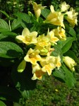 Weigela-Middendorffiana3-768x1024