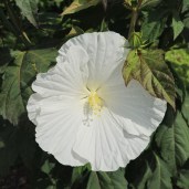 White-Angel-_02