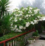 White-Datura-Tree