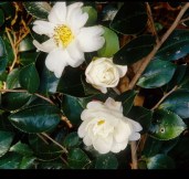 Winter_s_Hope__Ackerman_