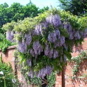 Wisteria-Domino-