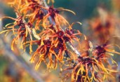 Witch_Hazel