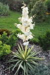 Yucca_filamentosa_Co