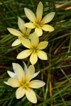 Zephyranthes-Ajax.i-7123.s-61369.r-1_1024x1024