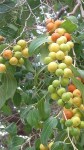 Ziziphus_sp9232