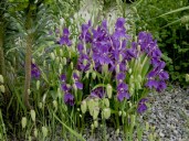 a_45-Roscoea-humeana-large