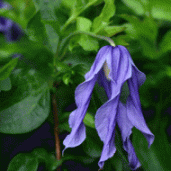aaa_3
