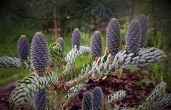 abies_koreana_silver_show