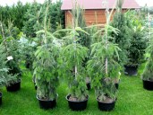 abies_nordmanniana_pendula