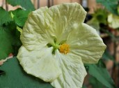 abutilon-vanilla
