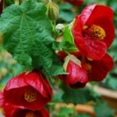abutilon09_thumb7