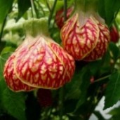 abutilon_02-300x300-250x3007