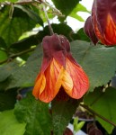 abutilon_megapotamicum_orange_hot_lava02