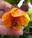 abutilon_megapotamicum_orange_hot_lava03