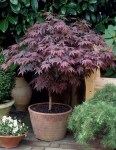 acer+bloodgood+2017