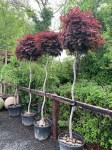 acer-crimson-sentry