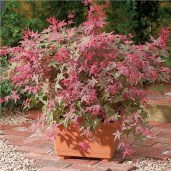 acer-palmatum-beni-maiko-japanese-maple-deciduous-shrub-hardy-p223-1480_image