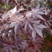 acer-palmatum-bloodgood-tree-p261-7177_image