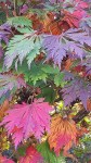 acer-palmatum-japonicum-aconitifolium