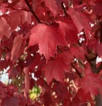 acer-rubrum-brandywine