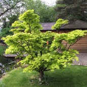 acer-shirasawanum-aureum-tree-p895-5577_image9