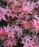 acer_palmatum_beni_hoshi_ruby_stars_japanese_maple_1024x1024