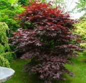 acer_palmatum_bloodgood-300x300