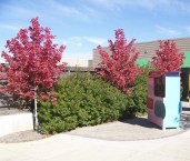 acer_rubrum_october_glory-6