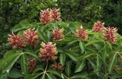 aesculus-pavia-koehnei-640x419