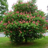 aesculus_carnea_briotii1