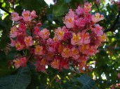 aesculus_×_carnea_(1)11111111111111114