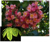 aesculus_×_carnea_(1)1111111111111111