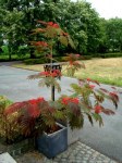 albizia-jul-evi-s-purple-810-ho-c20-albizia-julib-3