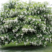 american-yellowwood