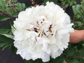 anelisetreepeony_800x