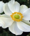 anemone-honorine-jobert-250x300(1)