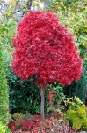 arce-japones-skeeters-broom-acer-palmatum-skeeters-broom-800x800