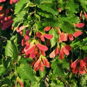 aser_tataricum_1