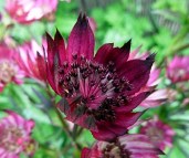astrantia-hadspen-blood18-z