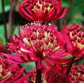 astrantia_collection_1014526-kopiya
