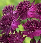 astrantia_collection_1014526