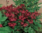 astrantia_major_ruby_wedding1_0