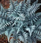 athyrium_ghost_ps_xlg-Ghost-fern