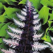 athyrium_ursulas_red_close_up