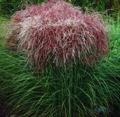 b990eca687dcfd740b0a60061e2bb60a