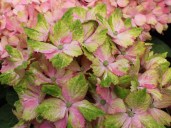 ballhortensie-forever-ever-fantasia--m054728_w_1