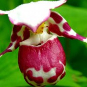 bashmachok-krapchatyy---cypripedium-guttatum-sw_1641413232