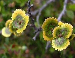 betula-nana-golden-dream1-250x194