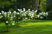 blog-hydrangeas-05